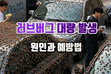 러브버그